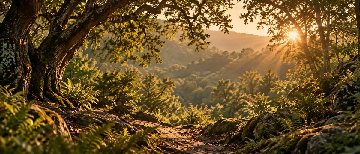 Ancient forest illuminated by warm sunlight